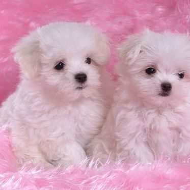 chiot bichon maltais paris 75