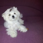 Chiot Bichon Maltais