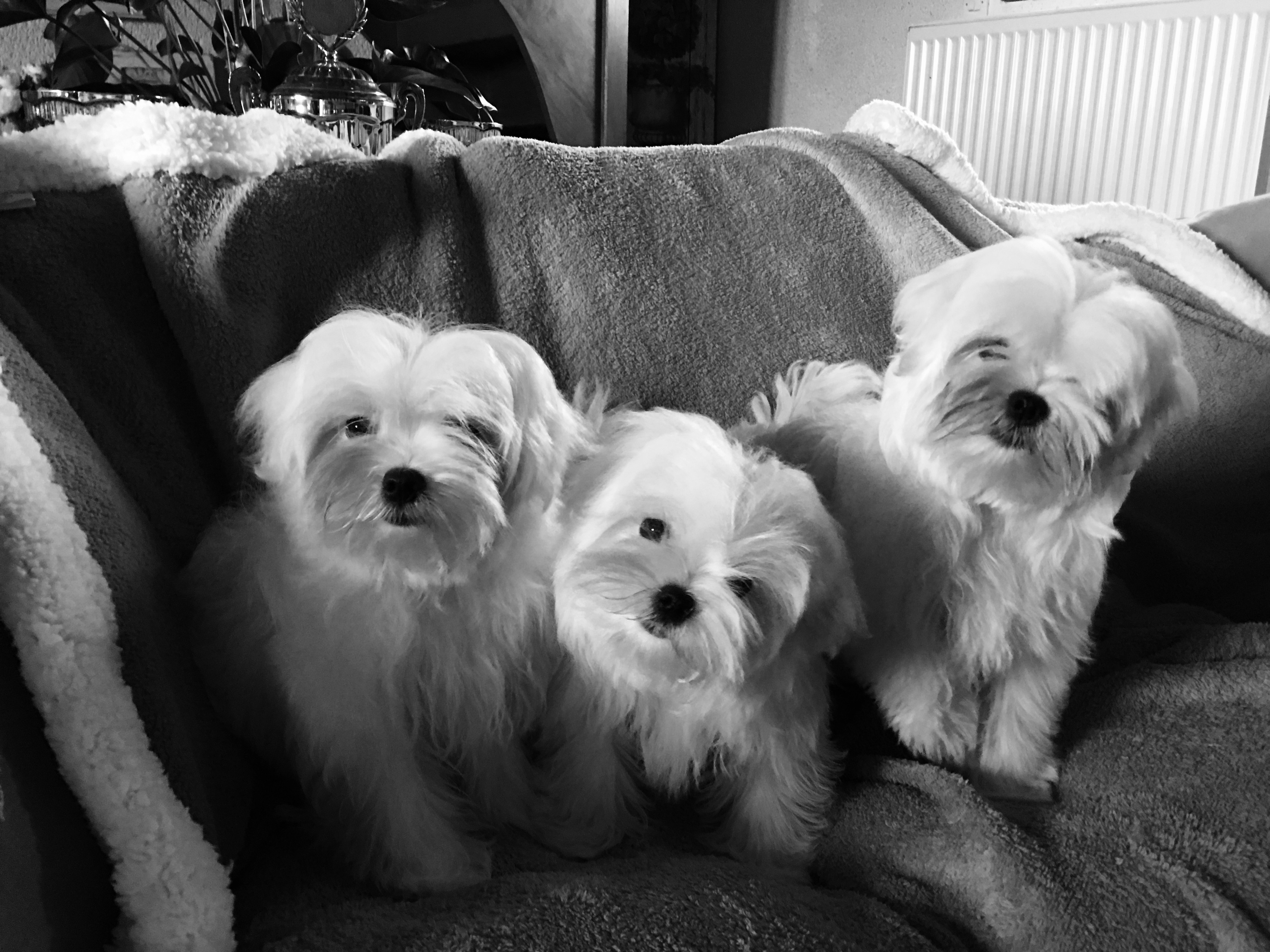  Chiot Bichon Maltais Chiots Bichon maltais à vendre Oki Square Kennel