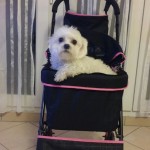 Achat d'un chiot Bichon Maltais près de Paris