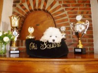 224641-zoom-elevage-bichon-jpg