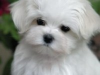 Achat d'un chiot Bichon Maltais