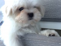 Chiot Bichon Maltais blanc