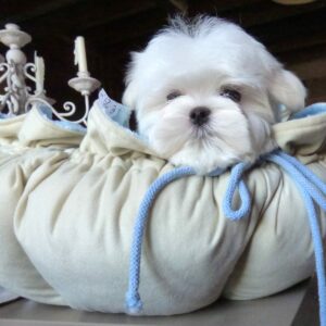 Bichon Maltais près de Paris