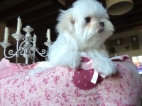 Chiot Bichon Maltais