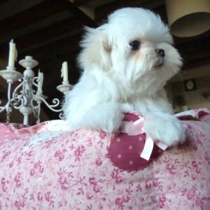 Chiot Bichon Maltais