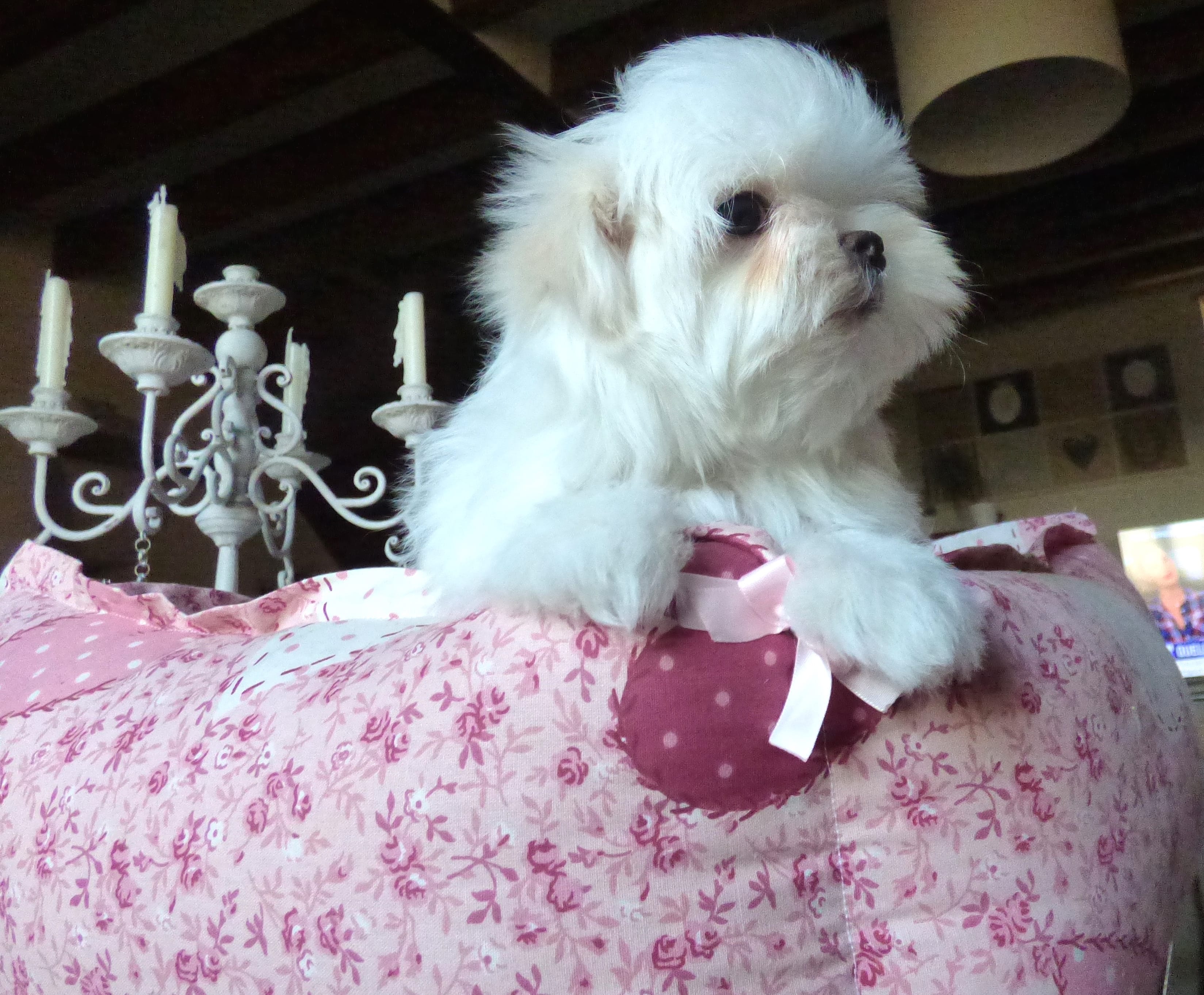  Chiot Bichon Maltais Chiots Bichon maltais à vendre Oki Square Kennel