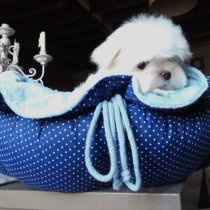 Elevage de bichons Maltais