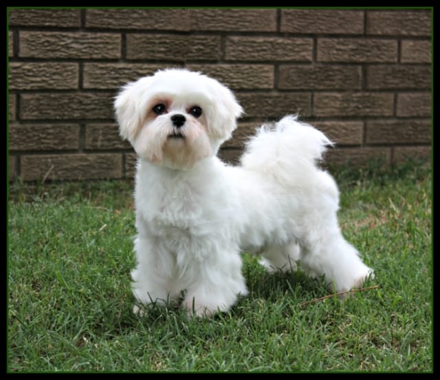 Elevage de Chiots Bichons près de paris