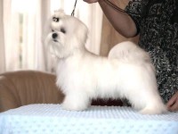 Chiot Bichon Maltais