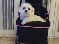 Eleveur de chiot Bichon Maltais