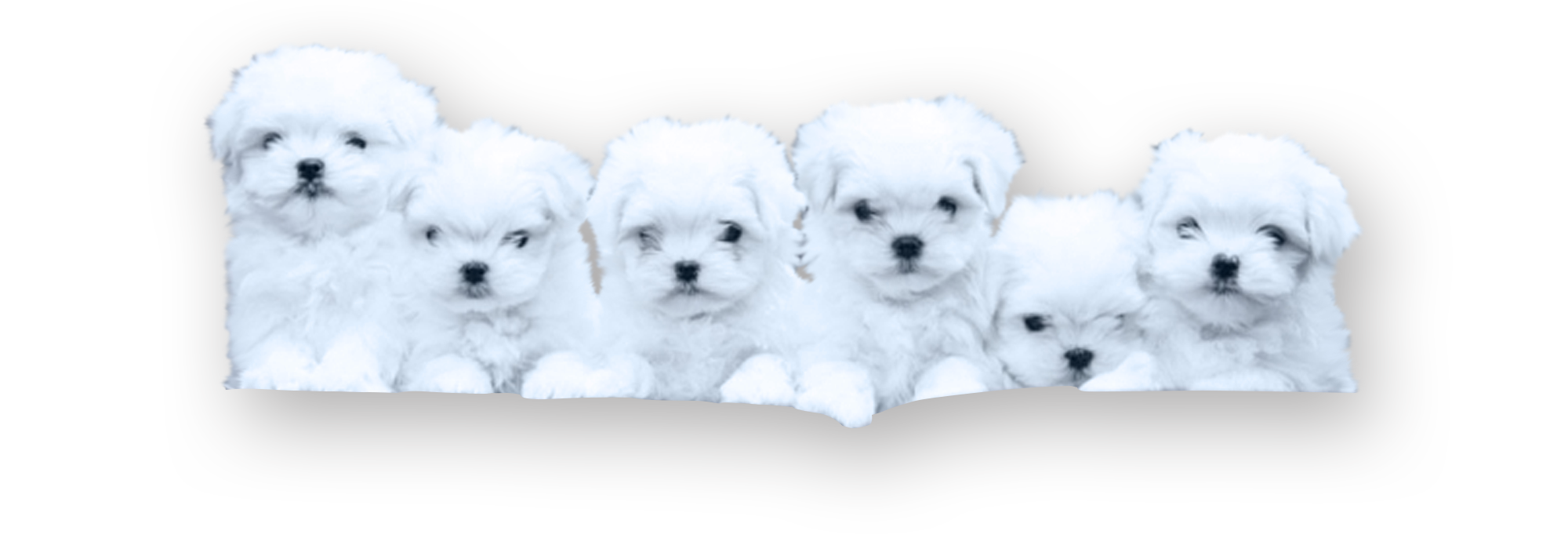 Petits Bichons Maltais