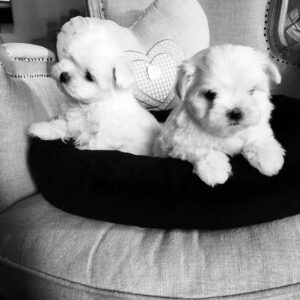 Elevage de chiots Bichons Maltais