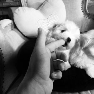 Eleveur de chiots bichons maltais
