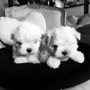 Elevage de chiots bichons maltais