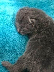 Eleveur de chaton chartreux