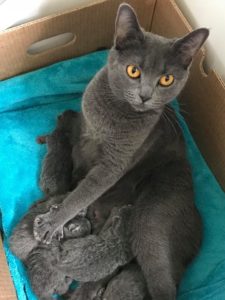 Elevage de chat chartreux loof