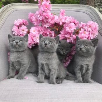 Nos chatons chartreux