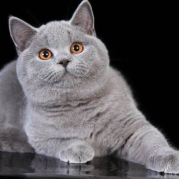 Elevage de chaton chartreux