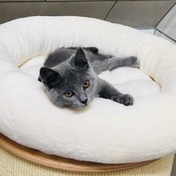 Éleveur de chaton chartreux