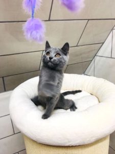 Vente de chaton loof chartreux