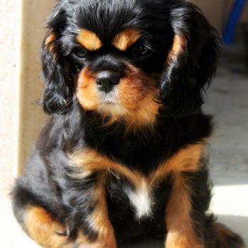 Chiot cavalier king charles Noir feu