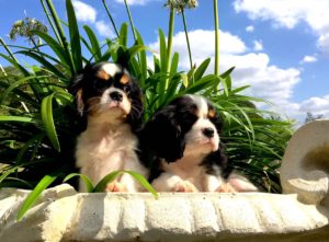 Elevage de Cavalier King Charles