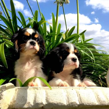 Elevage de Cavalier King Charles