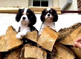 Chiots Cavalier King Charles