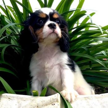 Eleveur de Cavalier King Charles Tricolore