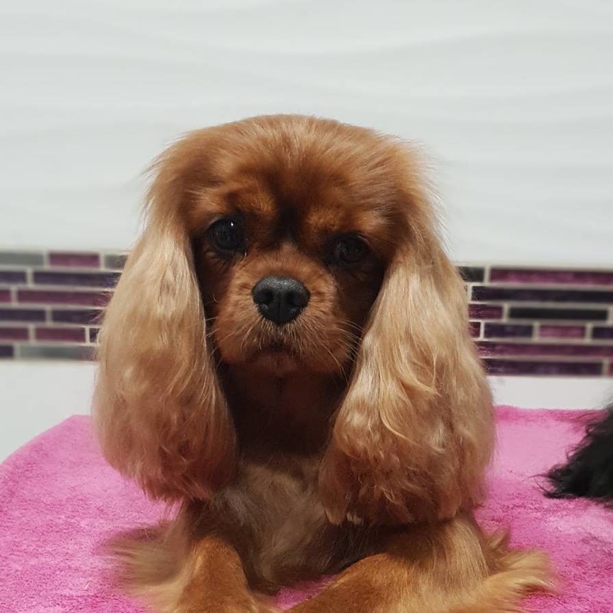 élevage de cavalier king charles couleur ruby et noir & feu