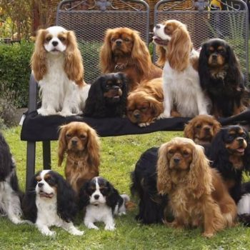 Elevage de Cavalier King Charles Oki Square