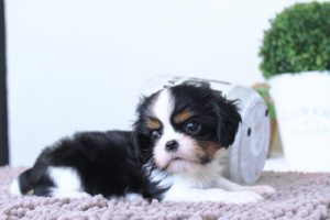 Chiot Cavalier King Charles