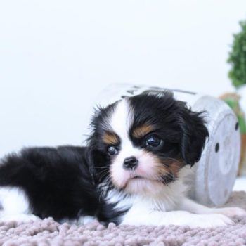 Chiot Cavalier King Charles