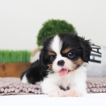Chiot Cavalier King Charles Tricolores