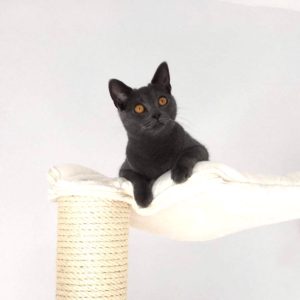 Chaton Chartreux A Vendre Achat Chaton Chartreux Oki Square