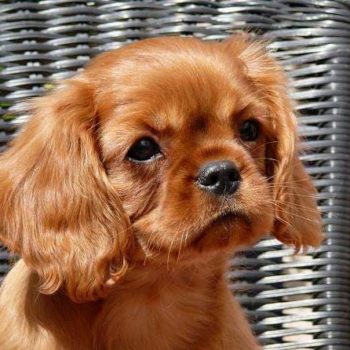 Chiot cavalier king charles Ruby