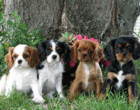 Chiots cavalier King Charles