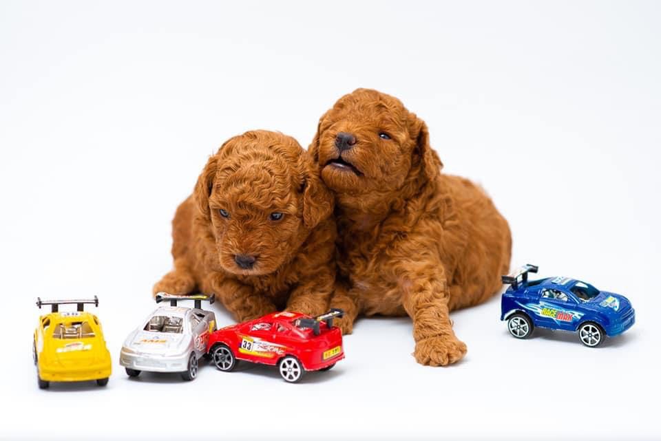 Chiot Caniche toy et nain Elevage Bichon Maltais Moulin de la Haute Brosse