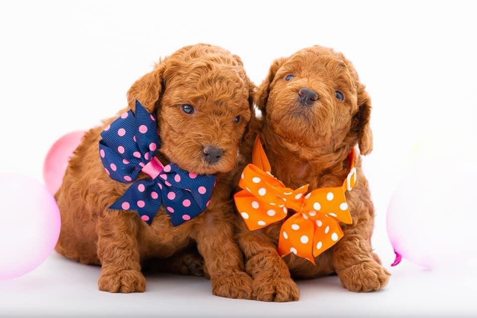 Chiot Caniche toy et nain Elevage Bichon Maltais Moulin de la Haute Brosse