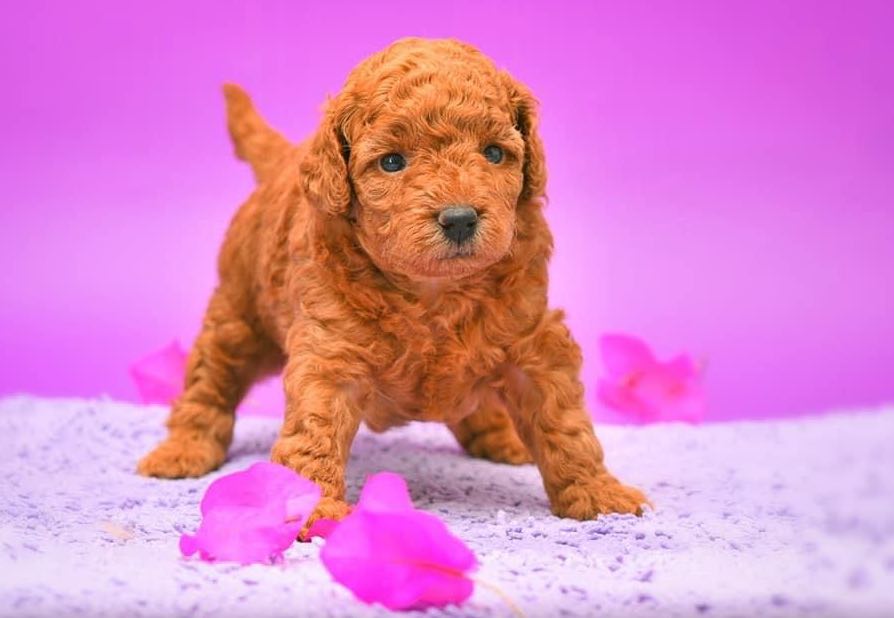 Chiot Caniche toy et nain Elevage Bichon Maltais Moulin de la Haute Brosse