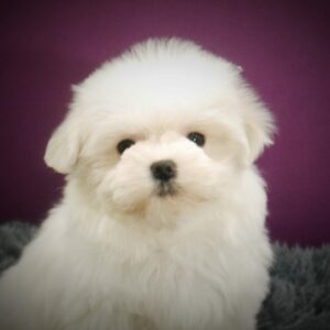 67a48271f41631a9f57a4437_chiot au lof bichon