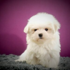 67a4824109e06e9272f8eca2_elevage bichon maltais eleveur