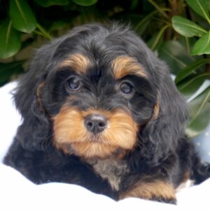 cavapoo noir et feu