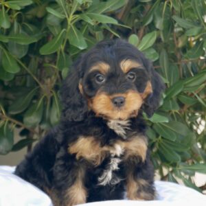 cavapoo noir et feu paris