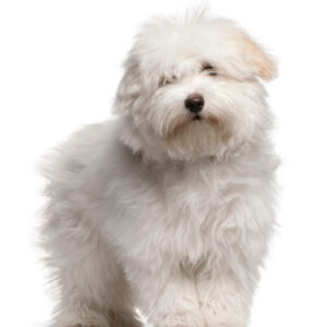 elevage de coton de tulear eure et loir paris normandie
