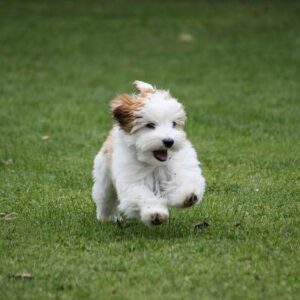 elevage de chiot bichon havanais