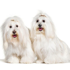 elevage de coton de tulear