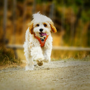 elevage de cavapoo paris