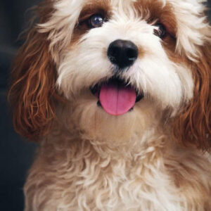 elevage de cavapoo